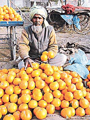 Kinnows score over oranges