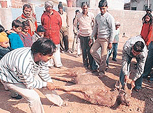 Villagers lift the sambhar that died in Kansal village, near Chandigarh, after straying from its path.