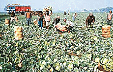 Cabbage being loaded on to a truck in a field at Khant village, near Morinda, to be transported to Rajasthan. Low remuneration has distressed even vegetable growers this season. 