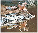 Rosy pelicans enjoy the sun after a foggy night at the Chhat Bir zoo in Patiala district.
