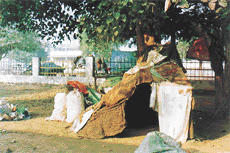 A small plastic shelter which a rag picker has built in a PUDA park in Ludhiana to keep the winter chill away.