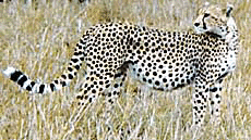 Cheetah