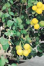 Lemon: An all-time favourite