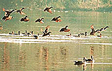 Migratory birds have an easy time in their winter home at Chhatbir Zoo, Zirakpur.