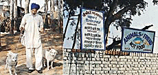Sadhu Singh, who takes care of the ailing animals at the People for Animal Centre in Ludhiana. 