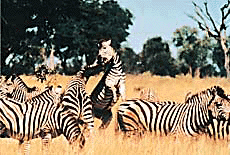 Painted Horses...zebras in focus
