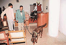 A police sniffer dog at work in the District Courts, Chandigarh, following a hoax telephone call for a bomb at the place on Wednesday.