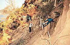 The Tribune lensman Manoj Mahajan captured karsevaks from villages of Punjab, Haryana, Himachal and Chandigarh engaged in laying a cattle track between Siswan and Baddi, near Siswan, Kharar, on Friday.