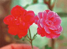 As per legend, the first rose bloomed in the Garden of Eden