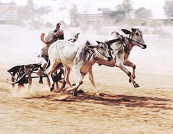 A bullock-cart race in progress at Gujjarwal Rural Sports Festival which began in Ludhiana on Friday. 