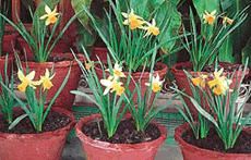 Angel�s Whisper, a daffodil species rarely found in this region, blooms in a house in Sector 8, Chandigarh.