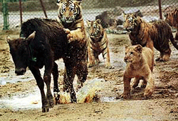 Tigers, who were born in captivity at the Wuhan Wild Animal Refuge, in Hubei province in China, attack a calf during feeding time. 