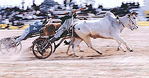 Kila Raipur rural sports festival.