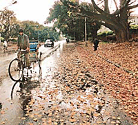 A Chandigarh road after a shower on Tuesday