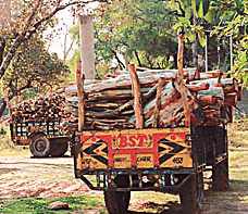 A lot of wood has been carted away in this manner from the PGI over the past weekend in Chandigarh after cutting the trees.