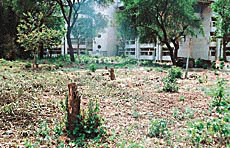 A stump tells the story of �illegal� felling of trees in the past weekend on the PGI campus