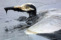 A heron is trapped in oil on Friday in the waters off the small island of Baagoe in Southern Denmark