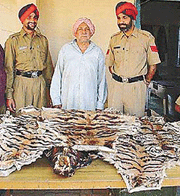 Avtar Singh and seized tiger skins at Haibowal police station on Saturday.