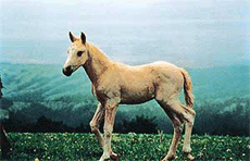 Truth About Horses: Animal Safari