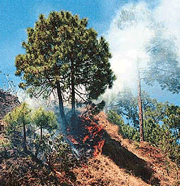 If this fire in a forest at Banni in Hamirpur district is any indication, summer is almost here. 