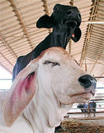 Nikolaus, Thailand's first cloned calf, rests under its surrogate mother at the SK Pattaya Ranch in Ban Bung district in the Thai province of Chonburi on Monday. The Research Centre for Bioscience in Animal Production, a division of the Faculty of Veterinary Science at Chulalongkorn University, successfully cloned the calf using DNA taken from another cow's ear, implanted in an egg and then inserted into the uterus of the surrogate cow. Nikolaus was born April 3, 2001. 