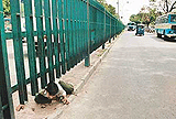Shortcut to disaster! This youngman, unmindful of the risk involved, prefers to cross the road dividing Sectors 17 and 22 outside the the Inter-State Bus Terminus by using a slightly dug-up "corridor" from below the steel railing.