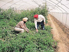 Dr K.S. Aulakh, Vice Chancellor, PAU, inspects the tomato crop in university net house.