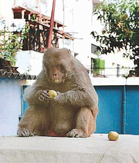 Enjoying fruit: A monkey has created panic among residents of Sector 20-A, Chandigarh.