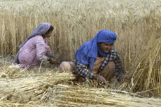 Indian farmers harvest wheat on a farm on the outskirts of the capital New Delhi April 13, 2001.