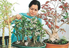 NURTURED WITH LOVE: A participant in a bonsai show prunes one of the 180 varieties on display in Sector 17, Chandigarh, on Saturday.