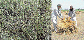 Harvest scene near Ludhiana