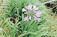 Bulbous plants are valued for their flowers and foliage