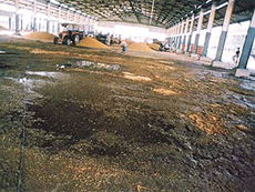 Condition inside a shed in Jagraon mandi.