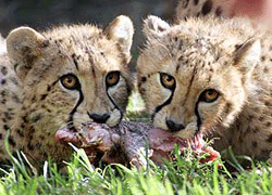 Two juvenile cheetahs share a piece of chicken during their introduction to the public at the Sydney Zoo. 