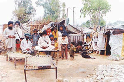 Sigligars whose �pucca� houses were demolished, now live in such makeshift tents at Dhandari Kalan, Ludhiana. 