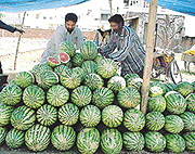 Roadside vendors sell watermelons in Ludhiana