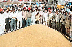 Farmers in agitated mood after the Food Corporation of India refused to buy wheat at Grain Market in Chandigarh. 