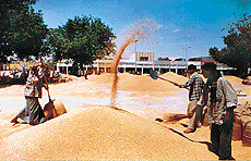 Huge stocks of wheat pile up in the Khanna mandi as government agencies have not started procurement. 