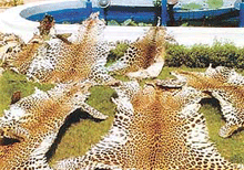 Rare leopard and tiger skins recovered by the special task force of the Uttar Pradesh police in Kanpur and Lucknow on Saturday. 