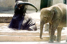 An elephant seems to beckon another to enjoy a splash on a hot summer day at Zoological Garden in Kolkata.