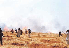 Farmers extinguish the fire in Khanpur Jassana, 8 km from Ludhiana, on Sunday.