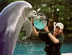 Sundance the dolphin.