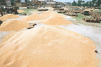 Owing to a heavy arrival of wheat in Kaithal mandi, the grain is being unloaded outside the main grain market yard, on Wednesday.