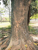 A tree in the green belt along Shanti Kunj in Sector 16 of Chandigarh stands witness to the alarming concentration of the ��Mango Mealy Bug��, a pest which is infecting thousands of trees in the city.