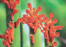BLOOMING GLORY: The cacti in Panchkula’s National Cactus and Succulent Botanical Garden are captured at their flowering best by Tribune lensman Karam Singh.