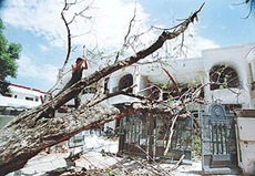 One of the several trees uprooted by the high-speed squall which lashed the city in the wee hours of Tuesday.