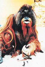 Animal Intelligence � The Thinkers: Amazing survival tactics