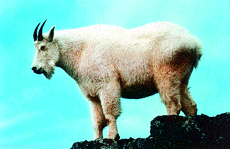 The Canadian Ricky Mountain goat: Born to live