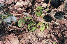 Leaf black spot in rose