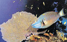 Colourful marine life and underwater corals make for a pretty picture